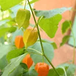 La Closerie De L'autan Bed & Breakfast Fenouillet (Haute-Garonne)