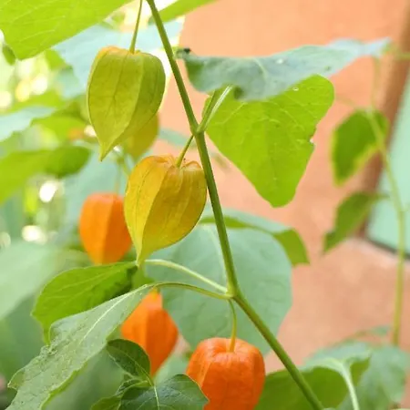 La Closerie De L'autan Bed and breakfast Fenouillet (Haute-Garonne)